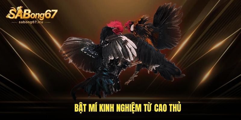 Bật mí kinh nghiệm từ cao thủ Bật mí kinh nghiệm từ cao thủ