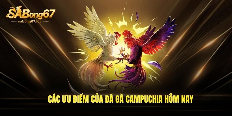 Các ưu điểm của đá gà Campuchia hôm nay Các ưu điểm của đá gà Campuchia hôm nay