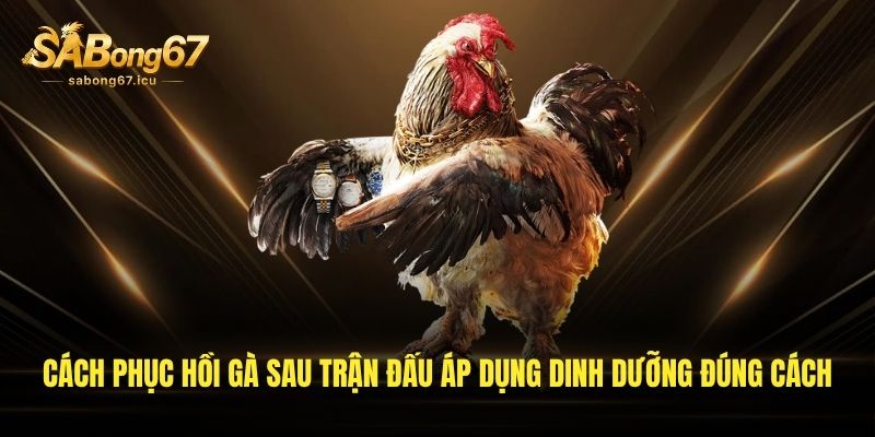 Cách phục hồi gà sau trận đấu áp dụng dinh dưỡng đúng cách Cách phục hồi gà sau trận đấu áp dụng dinh dưỡng đúng cách