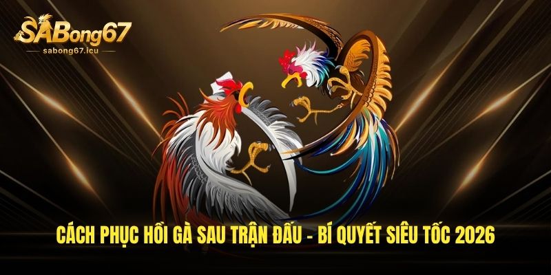 Cách Phục Hồi Gà Sau Trận Đấu - Bí Quyết Siêu Tốc 2026 1 cach phuc hoi ga sau tran dau bi quyet sieu toc 2026
