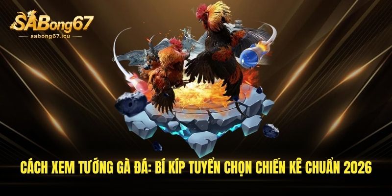 Cách Xem Tướng Gà Đá: Bí Kíp Tuyển Chọn Chiến Kê Chuẩn 2026 1 cach xem tuong ga da bi kip tuyen chon chien ke chuan 2026 1