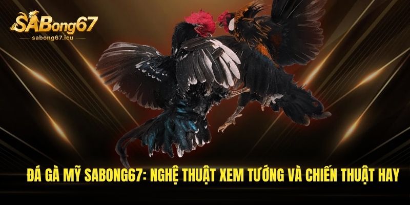da ga my sabong67 nghe thuat xem tuong va chien thuat hay 1