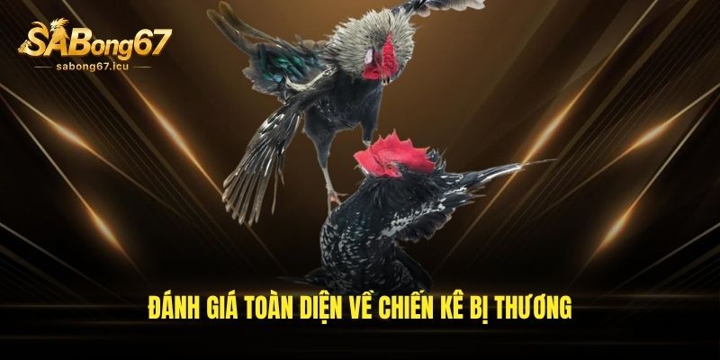 Đánh giá toàn diện về chiến kê bị thương Đánh giá toàn diện về chiến kê bị thương