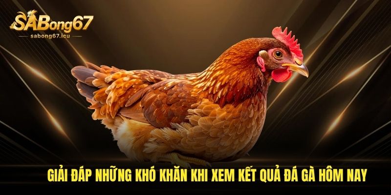 Giải đáp những khó khăn khi xem kết quả đá gà hôm nay Giải đáp những khó khăn khi xem kết quả đá gà hôm nay