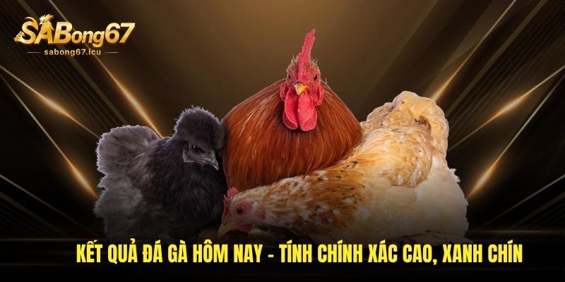 Kết Quả Đá Gà Hôm Nay - Tính Chính Xác Cao, Xanh Chín 1 ket qua da ga hom nay tinh chinh xac cao xanh chin
