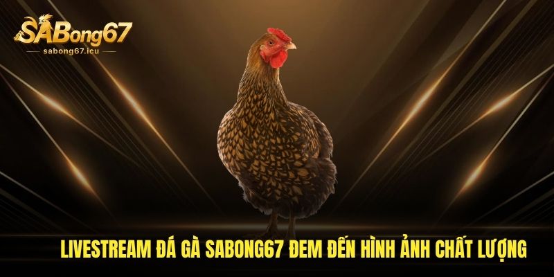 Livestream đá gà Sabong67 đem đến hình ảnh chất lượng Livestream đá gà Sabong67 đem đến hình ảnh chất lượng