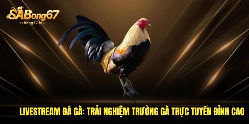 Livestream Đá Gà: Trải Nghiệm Trường Gà Trực Tuyến Đỉnh Cao 1 livestream da ga trai nghiem truong ga truc tuyen dinh cao