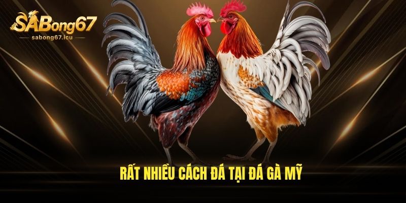 Rất nhiều cách đá tại đá gà Mỹ