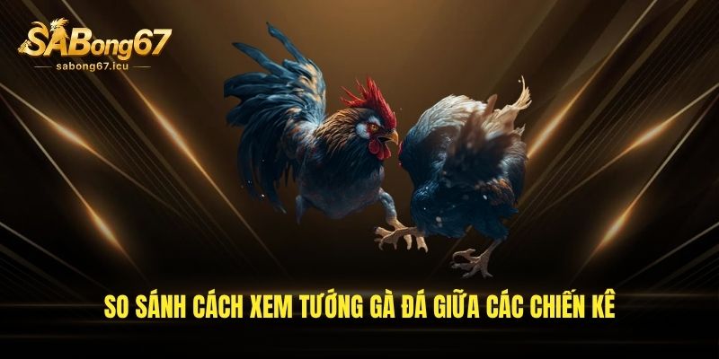 So sánh cách xem tướng gà đá giữa các chiến kê So sánh cách xem tướng gà đá giữa các chiến kê