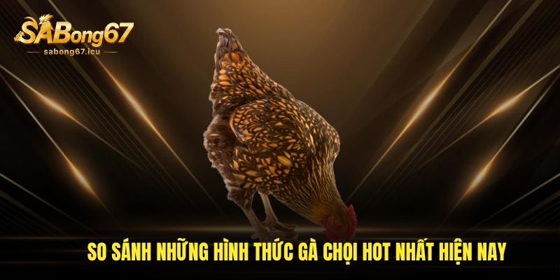 So sánh những hình thức gà chọi hot nhất hiện nay So sánh những hình thức gà chọi hot nhất hiện nay