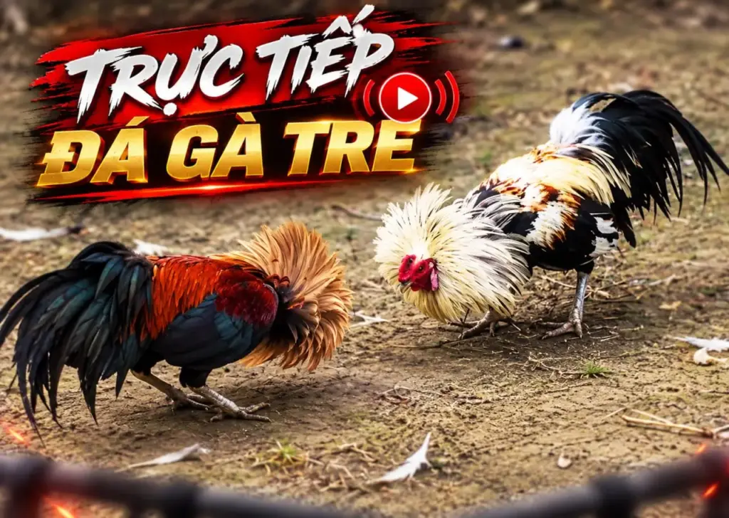 video-da-ga-tre