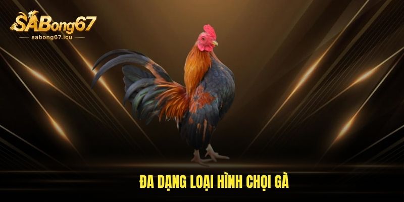 Đa dạng loại hình chọi gà