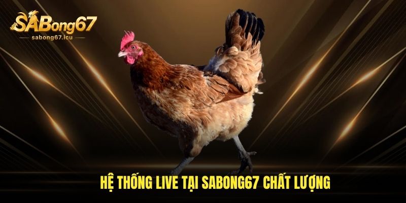 Hệ thống live tại sabong67 chất lượng