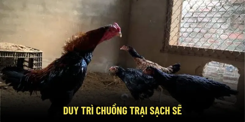 Bí Kíp Chọn Gà Mái Chọi Làm Giống Chuẩn Tông Dòng – Tránh Phế Mái 4 Duy trì chuồng trại sạch sẽ