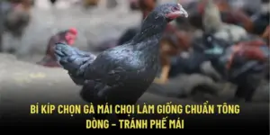 Bí Kíp Chọn Gà Mái Chọi Làm Giống Chuẩn Tông Dòng – Tránh Phế Mái