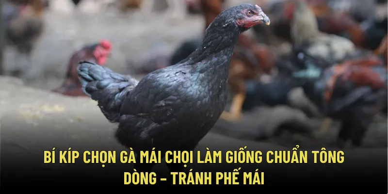 Bí Kíp Chọn Gà Mái Chọi Làm Giống Chuẩn Tông Dòng – Tránh Phế Mái 1 Bí Kíp Chọn Gà Mái Chọi Làm Giống Chuẩn Tông Dòng – Tránh Phế Mái