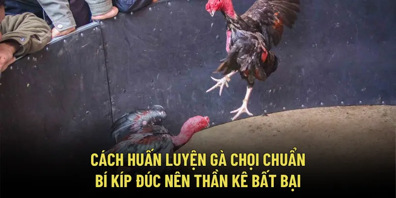 Cách Huấn Luyện Gà Chọi Chuẩn – Bí Kíp Đúc Nên Thần Kê Bất Bại 1 Cách Huấn Luyện Gà Chọi Chuẩn – Bí Kíp Đúc Nên Thần Kê Bất Bại