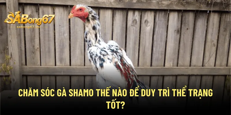 Gà Shamo - Giống Gà Quân Vương Phổ Biến & Được Ưa Chuộng 4 Chăm sóc gà Shamo thế nào để duy trì thể trạng tốt?