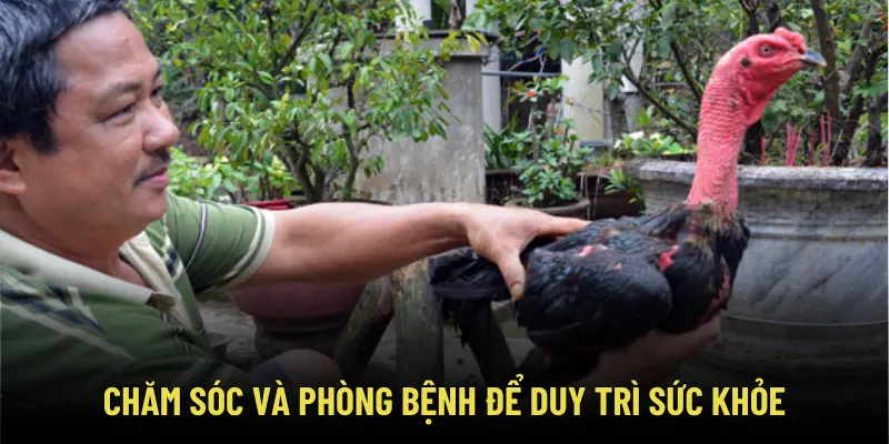 Cách Huấn Luyện Gà Chọi Chuẩn – Bí Kíp Đúc Nên Thần Kê Bất Bại 4 Chăm sóc và phòng bệnh để duy trì sức khỏe