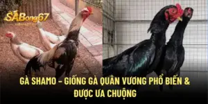 Gà Shamo - Giống Gà Quân Vương Phổ Biến & Được Ưa Chuộng