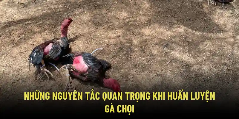 Cách Huấn Luyện Gà Chọi Chuẩn – Bí Kíp Đúc Nên Thần Kê Bất Bại 2 Những nguyên tắc quan trọng khi học cách huấn luyện gà chọi gà chọi