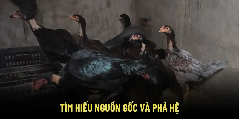 Bí Kíp Chọn Gà Mái Chọi Làm Giống Chuẩn Tông Dòng – Tránh Phế Mái 3 Tìm hiểu nguồn gốc và phả hệ