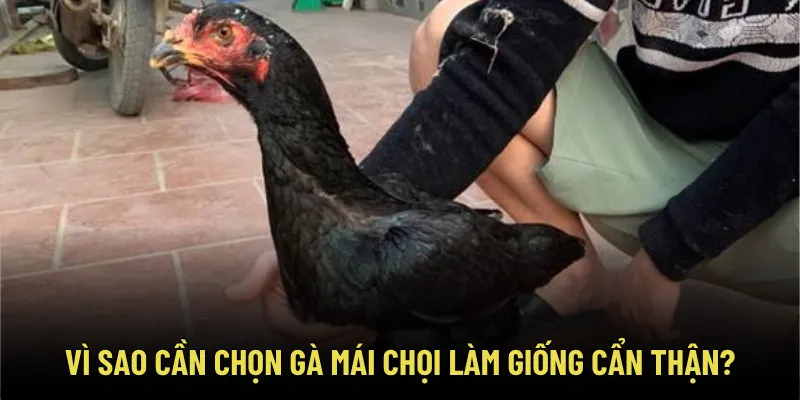 Bí Kíp Chọn Gà Mái Chọi Làm Giống Chuẩn Tông Dòng – Tránh Phế Mái 2 Vì sao cần chọn gà mái chọi làm giống cẩn thận?